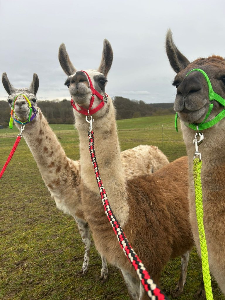 Lama Eil: Lamarama ist nach §11 Sachkunde geprüft worden